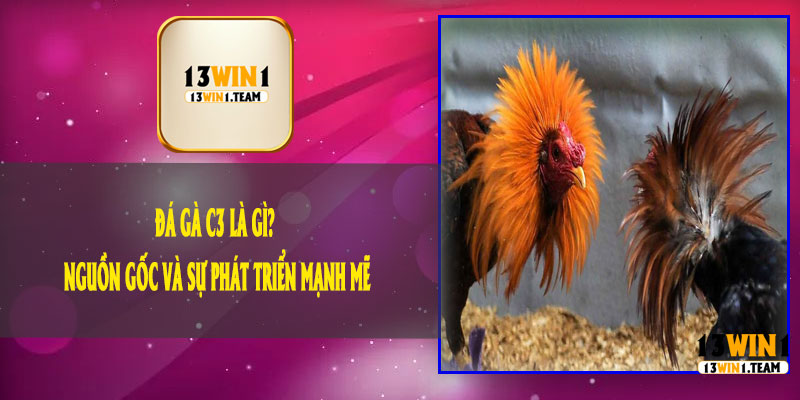 Đá Gà C3 Là Gì? Nguồn Gốc Và Sự Phát Triển Mạnh Mẽ